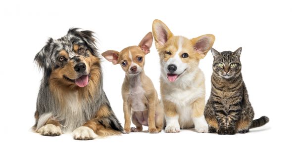 Topeka Pets