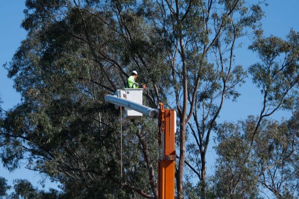 Topeka Tree Trimming