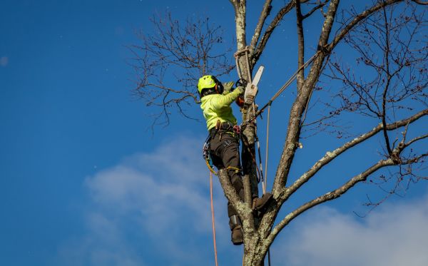 Topeka Tree Removal